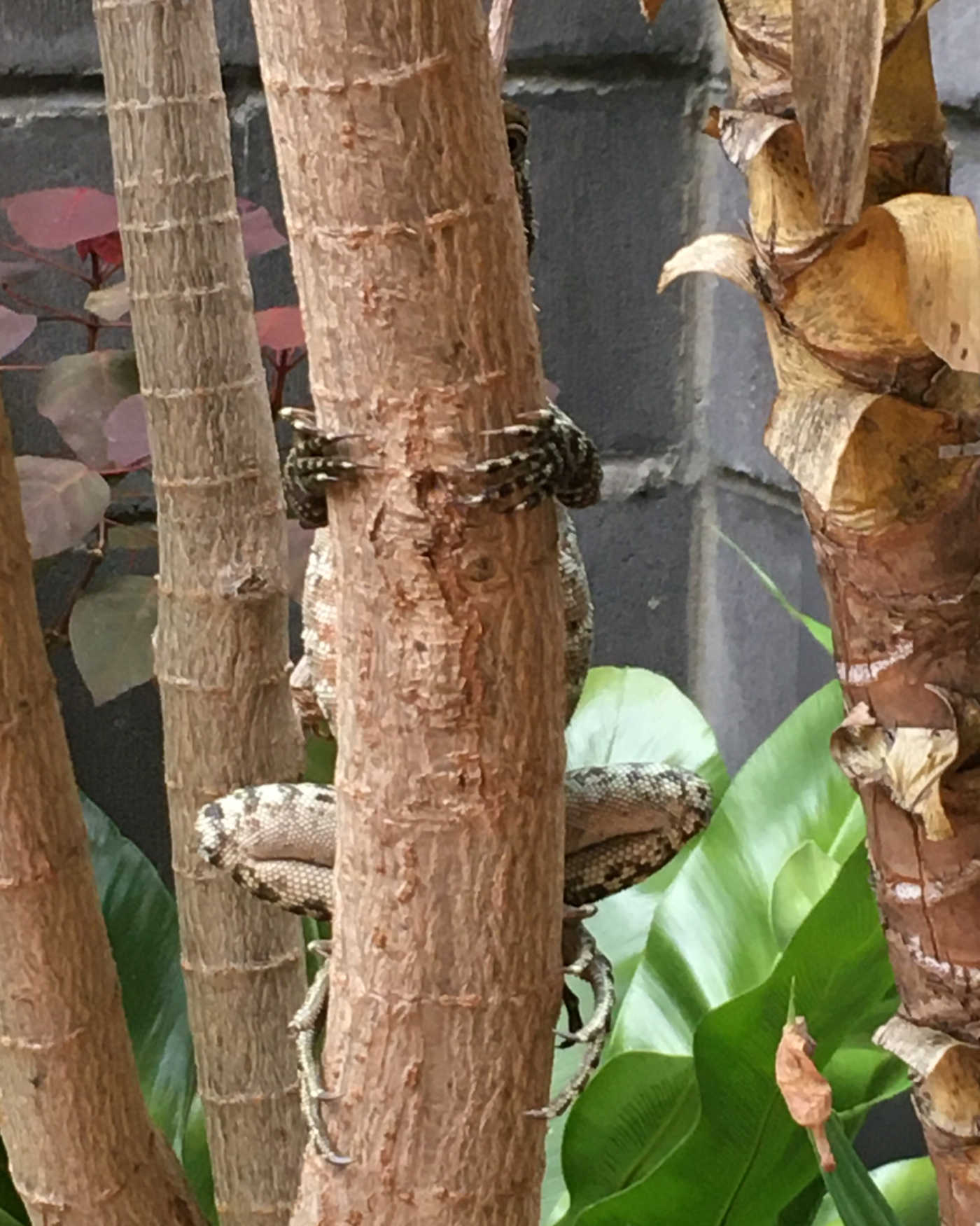 Water Dragon peeping from behind a narrow tree trunk